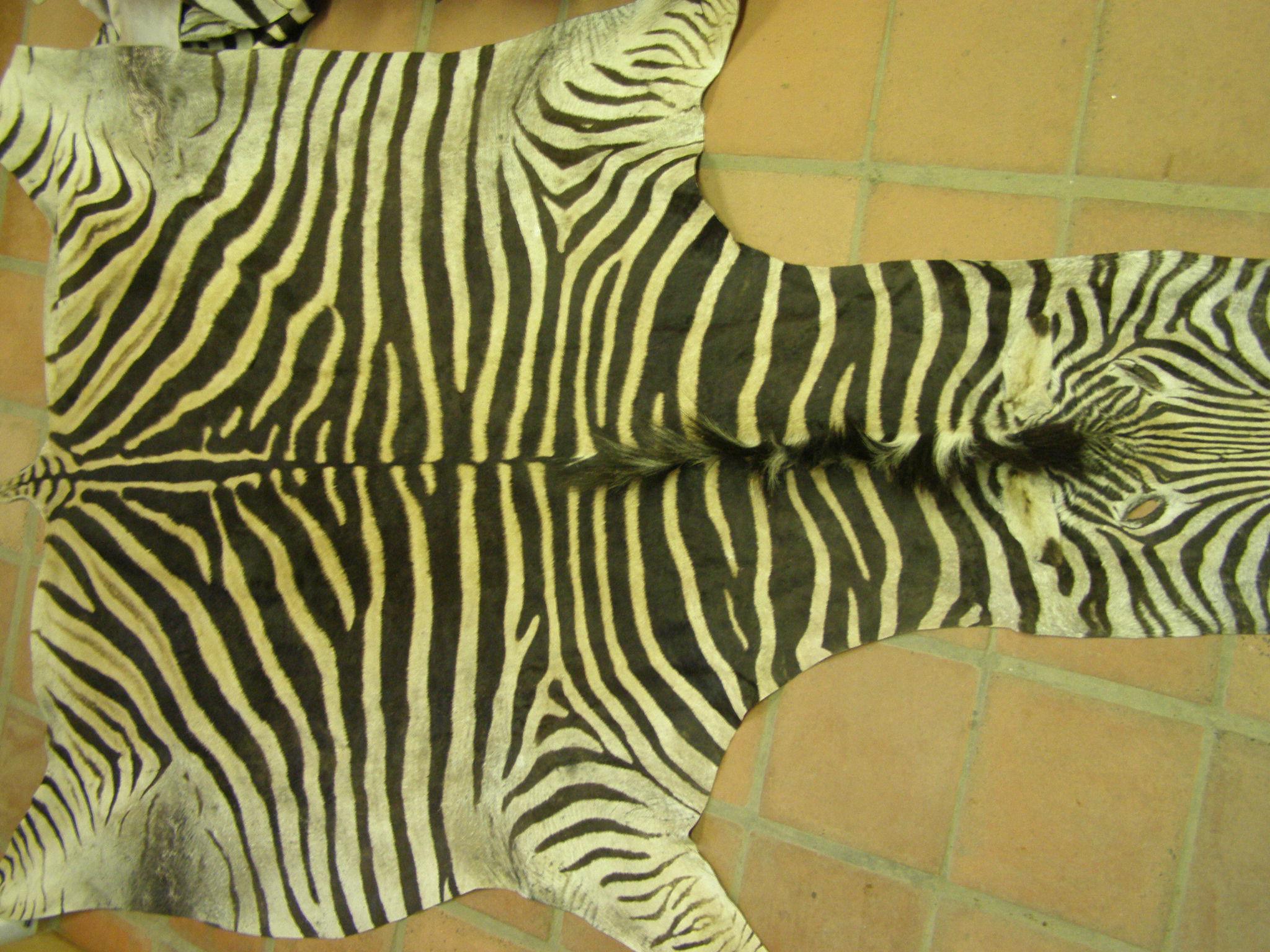 GST zebra