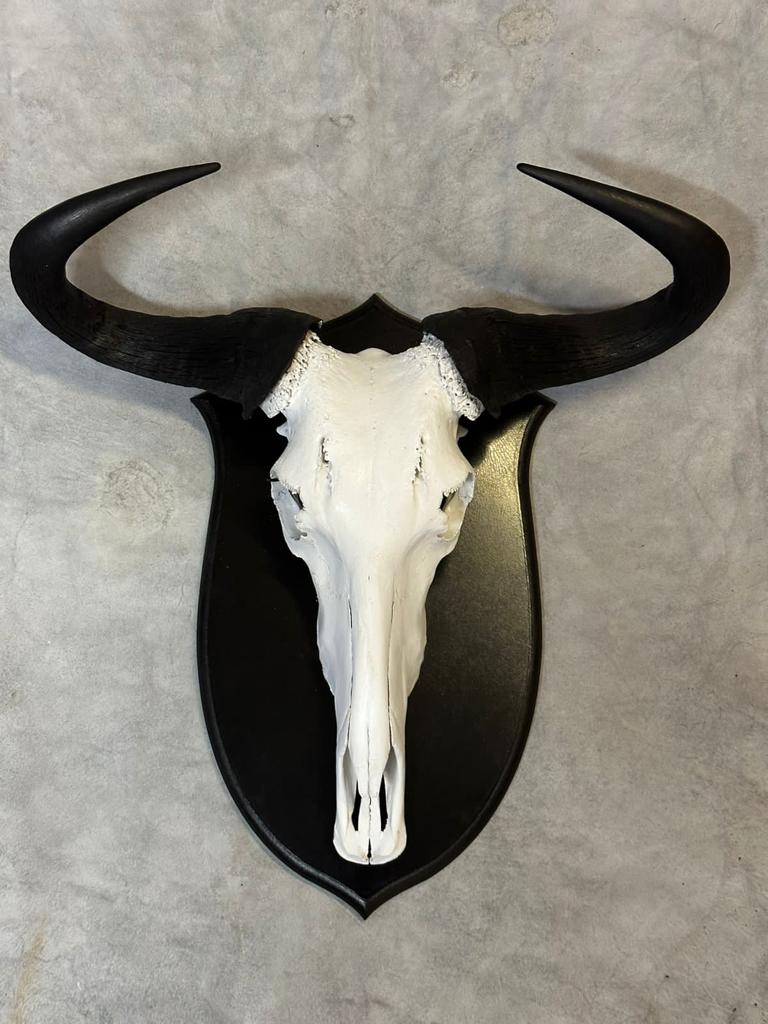 Cape Game Skin Tannery Skull Mounts Blou Wildebeest